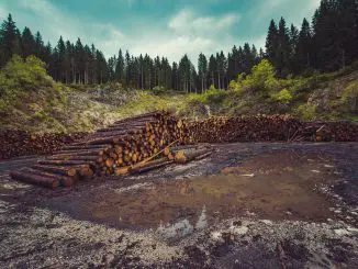Pros/Advantages and Cons/Disadvantages of Deforestation